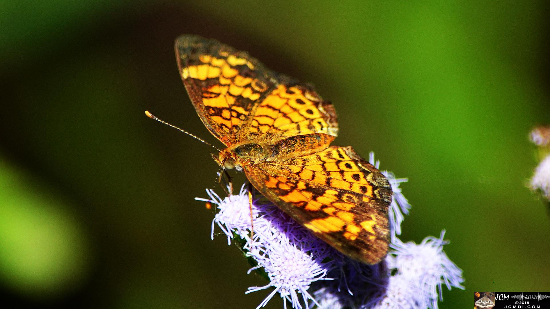 A Pearl Crescent Butterfly at Old Hickory Lake.jpg